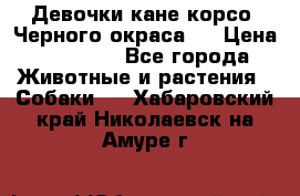 Девочки кане корсо. Черного окраса.  › Цена ­ 65 000 - Все города Животные и растения » Собаки   . Хабаровский край,Николаевск-на-Амуре г.